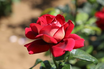 クローネンブルク　濃い赤とクリーム色のバラ