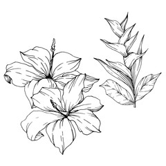 Vector Tropical flowers and leaves isolated. Black and white engraved ink art. Isolated plant illustration element.