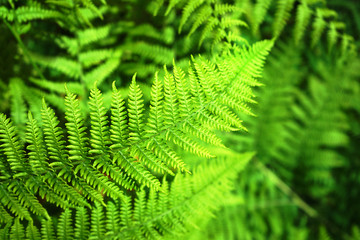 Beautiful natural fern pattern background made from bright green fern leaves.