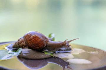 A snail in a shell crawls on a ceramic pot with water, summer day in garden, close up, Bali, Indonesia