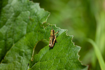 multicolored brown grass hooper on a green lush leaf