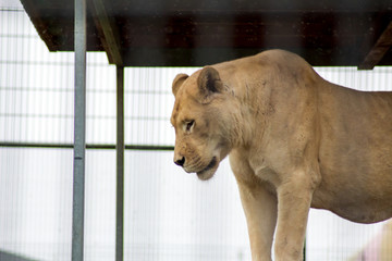Portrait Nahaufnahme einer Löwin 
