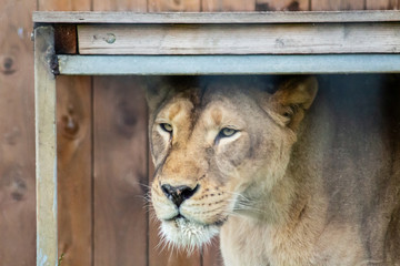 Portrait Nahaufnahme einer Löwin 