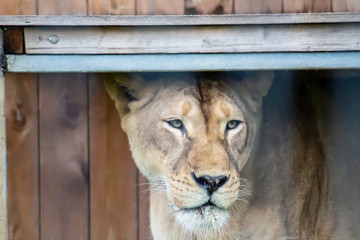 Portrait Nahaufnahme einer Löwin 