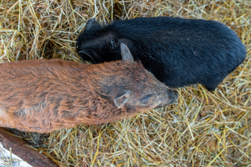 two young piglet on hay and straw at pig breeding farm.