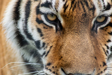 Augen des Tigers 