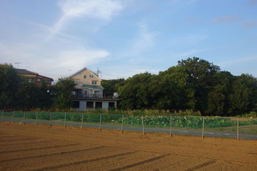 ８月の東京郊外の畑