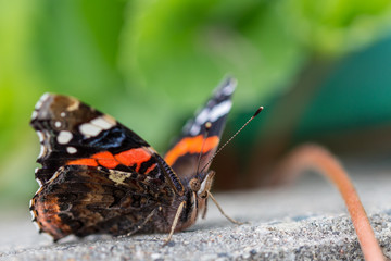 Schmetterling Nahaufnahme 