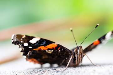 Schmetterling Nahaufnahme 
