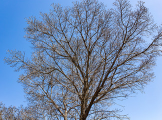 Bare branches on a tree against a blue sky