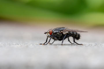 Nahaufnahme einer Fliege