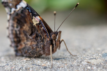 Schmetterling Nahaufnahme 