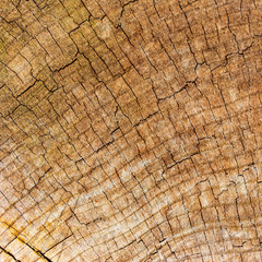 Stump from a sawn tree in nature