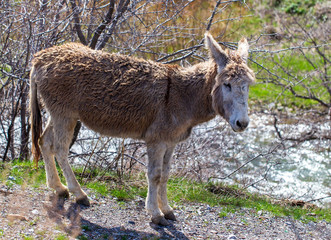 Portrait of a donkey in nature