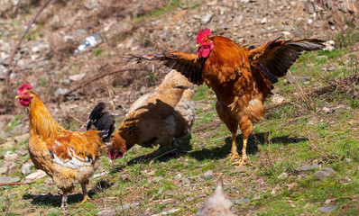 Rooster and hen walk in the meadow