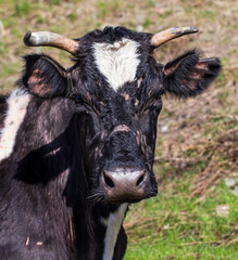 Portrait of a cow in a pasture