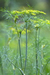 Fototapeta premium dill flowers in the garden on blurred background