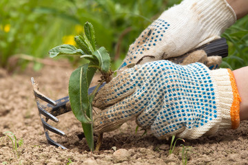 removal of weeds from the garden