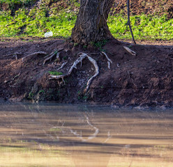Tree roots with reflection in water