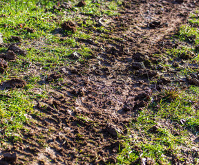 Traces of a car on dirty soil