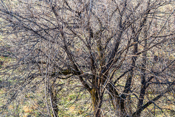 Dry branches on a tree as abstract background