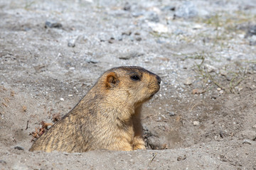 Funny marmot peeking out of a burrow in Himalayas mountain, Ladakh, India. Nature and travel concept