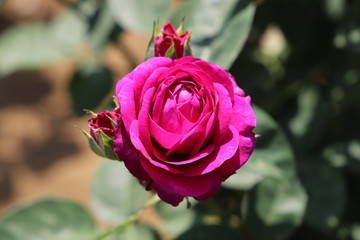 ハイディクルムローズ　ヴァイオレットピンク色のバラ