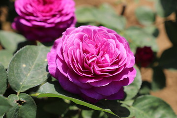 ハイディクルムローズ　ヴァイオレットピンク色のバラ