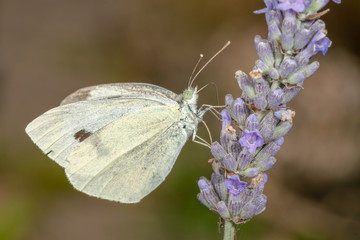 Large white butterfly
