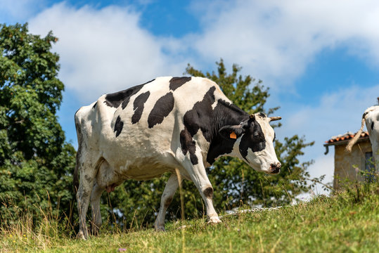 White and black dairy cow grazing in mountain with blue sky and clouds in background, Italian Alps, south Europe