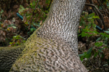 Umgefallener Baum am Boden