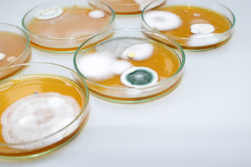 Molds colonies culture in petri dishes with mea malt extract agar. Fungus growth in plate of Medical tests or Laboratory experiment.