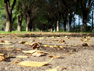 autumn leaves in forest