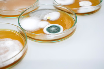 Molds colonies culture in petri dishes with mea malt extract agar. Fungus growth in plate of Medical tests or Laboratory experiment.