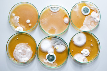 Molds colonies culture in petri dishes with mea malt extract agar. Top view of fungus growth in plate of Medical tests or Laboratory experiment.