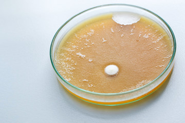 Molds colonies culture in petri dish with mea malt extract agar. Closeup fungus growth in plate of laboratory experiment. 