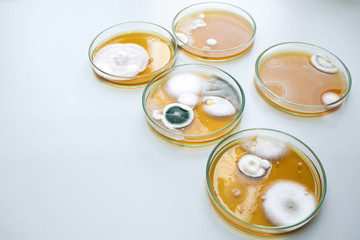 Molds colonies culture in petri dishes with mea malt extract agar. Fungus growth in plate of Medical tests or Laboratory experiment.