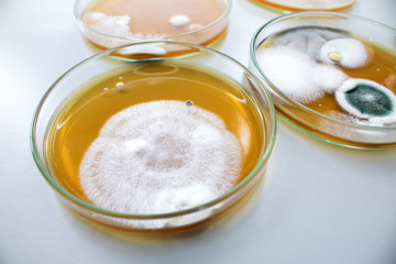 Molds colonies culture in petri dishes with mea malt extract agar. Fungus growth in plate of Medical tests or Laboratory experiment.