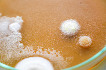 Molds colonies culture in petri dish with mea malt extract agar. Closeup fungus growth in plate of laboratory experiment. 