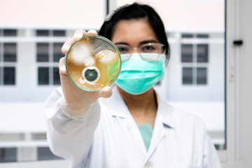 Woman scientist holding molds in petri dish with mea malt extract agar. Medical tests in laboratory experiment for checking fungus of environment.