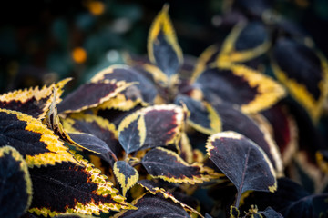 Coleus background. Coleus plant close up