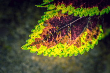 Coleus background. Coleus plant close up