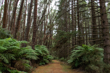 path in the forest