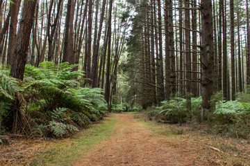 path in the forest