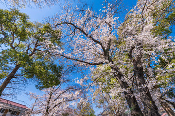 桜咲く根川緑道の風景