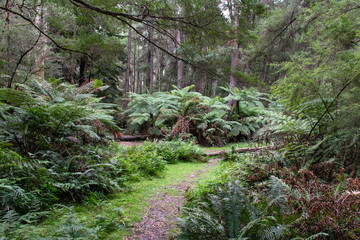 stream in the forest