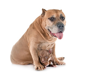 old american staffordshire terrier and puppy