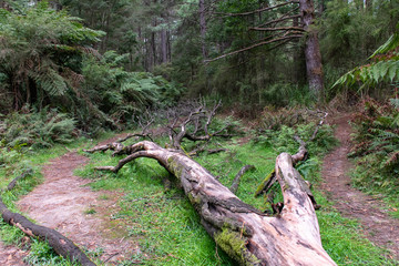 fallen tree in the forest