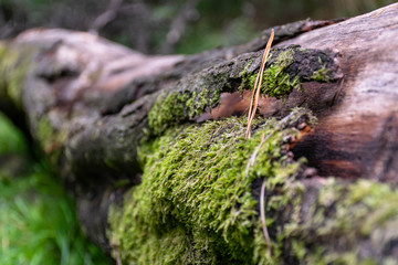 green moss on a tree