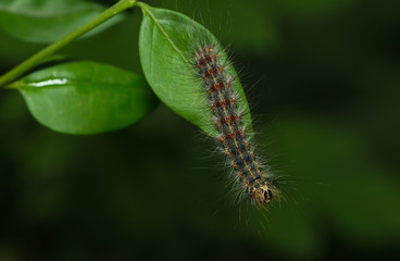 Nahaufnahme der Raupe eines Schwammspinners